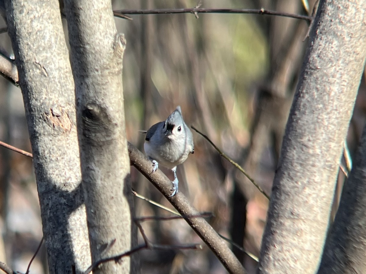 gråduskmeis - ML646188567