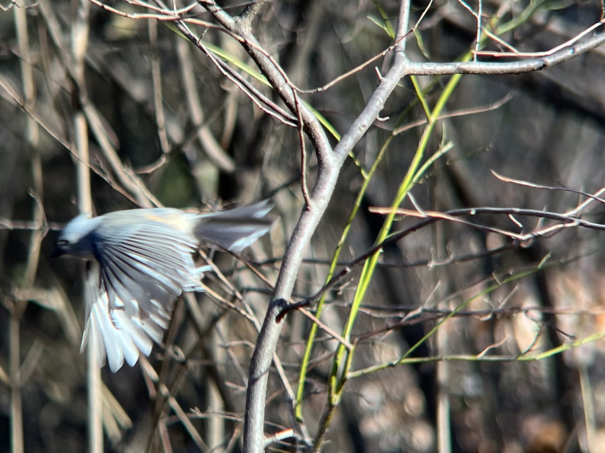 gråduskmeis - ML646188568