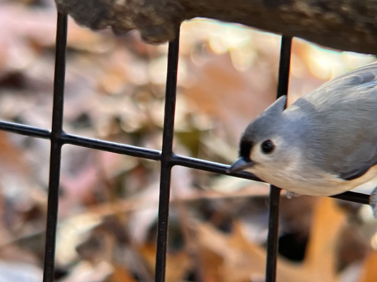 gråduskmeis - ML646188569