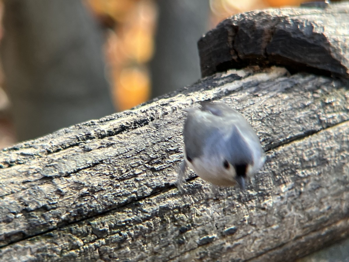 gråduskmeis - ML646188570