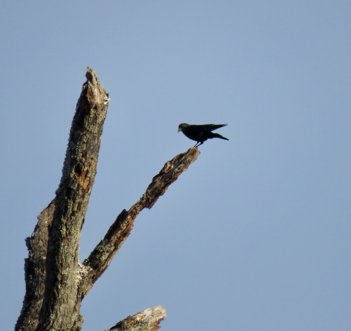 American Crow - ML646188571