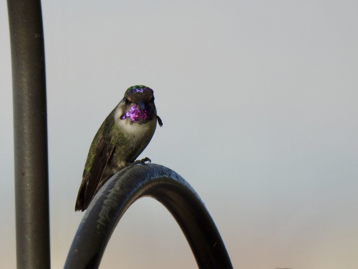 Costa's Hummingbird - ML646188574