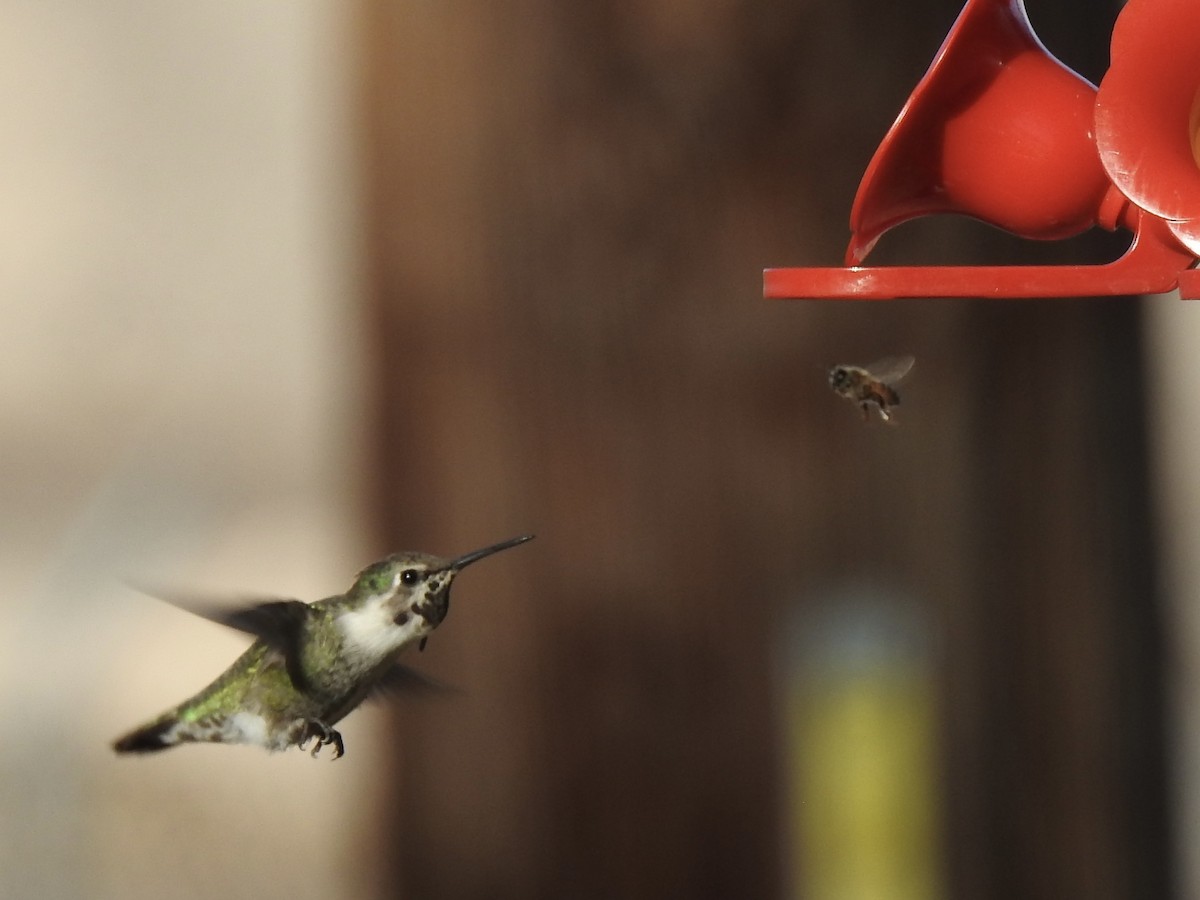 Costa's Hummingbird - ML646188575