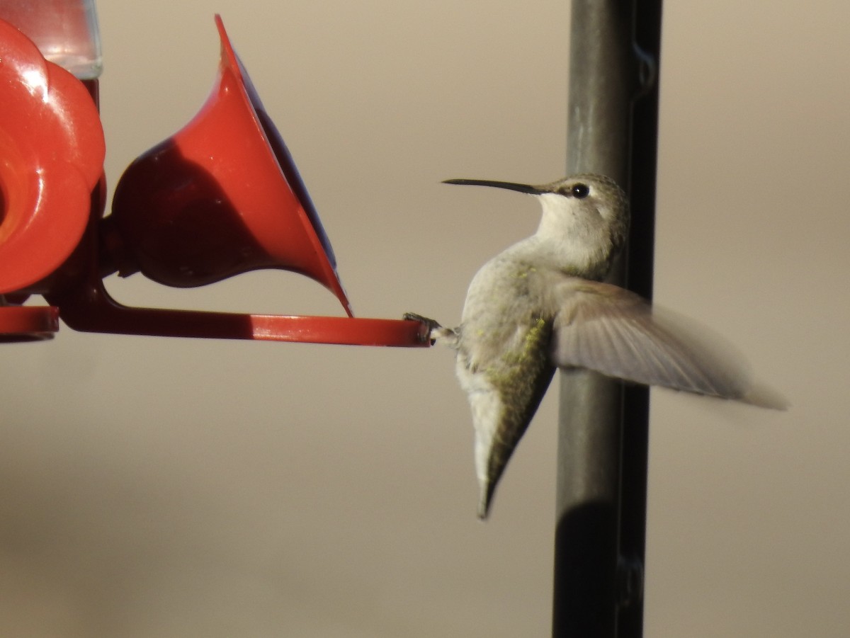 Costa's Hummingbird - ML646188576