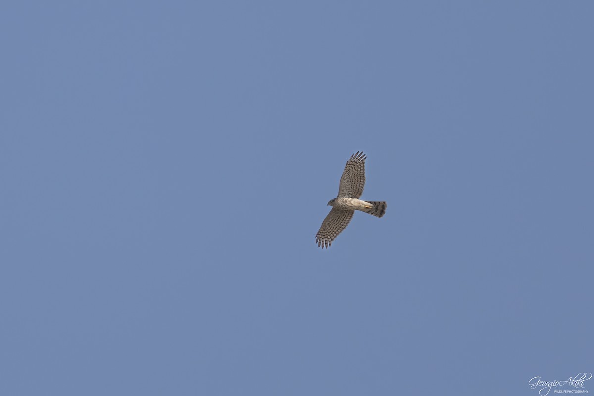 krahujec obecný - ML646188579