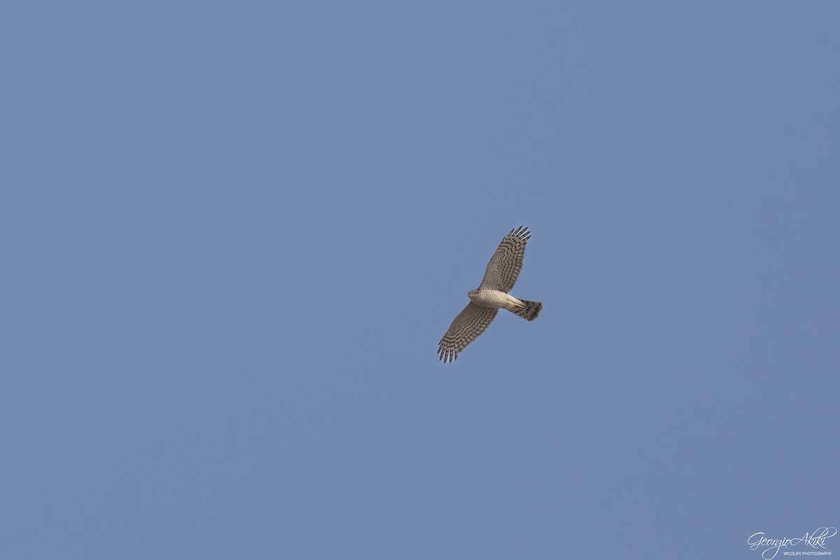 krahujec obecný - ML646188580