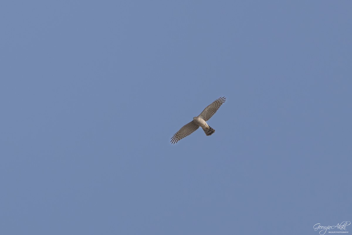 krahujec obecný - ML646188581