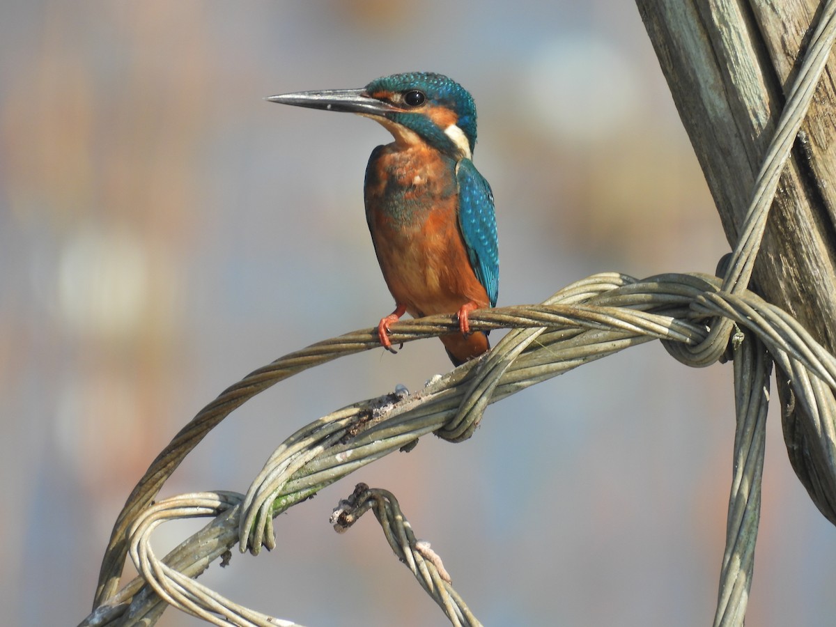 Common Kingfisher - ML646188583