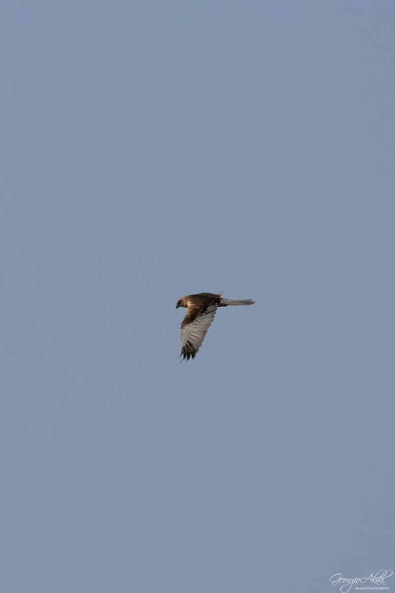 moták pochop - ML646188587