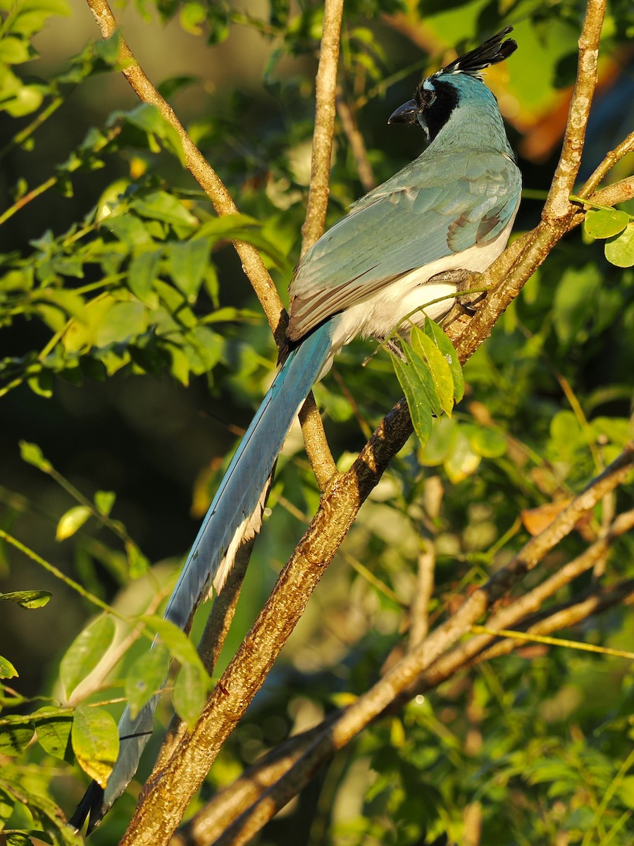 Black-throated Magpie-Jay - ML646188594