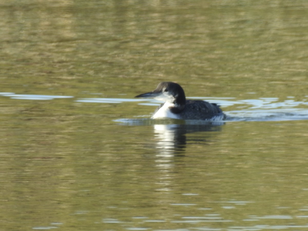 Common Loon - ML646188596