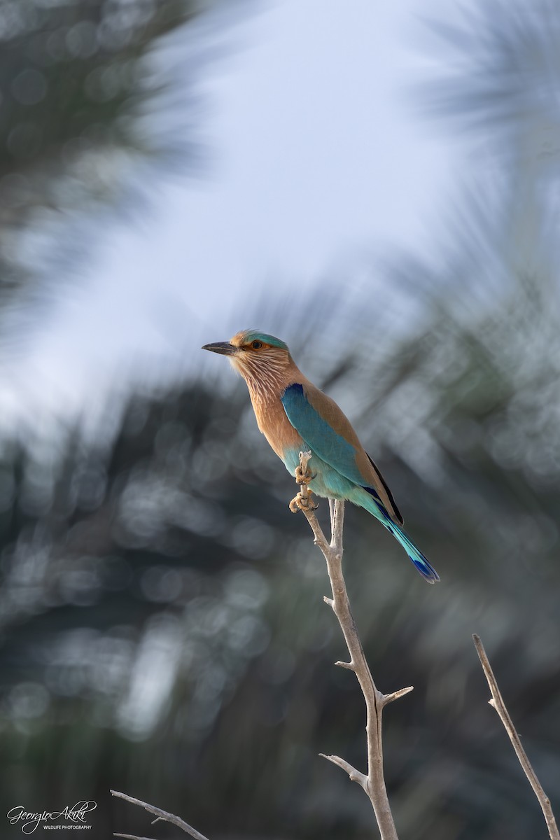 mandelík indický - ML646188597