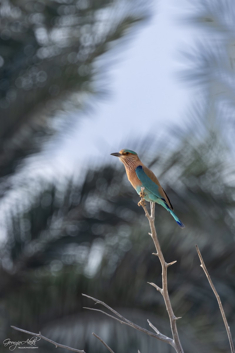 mandelík indický - ML646188598