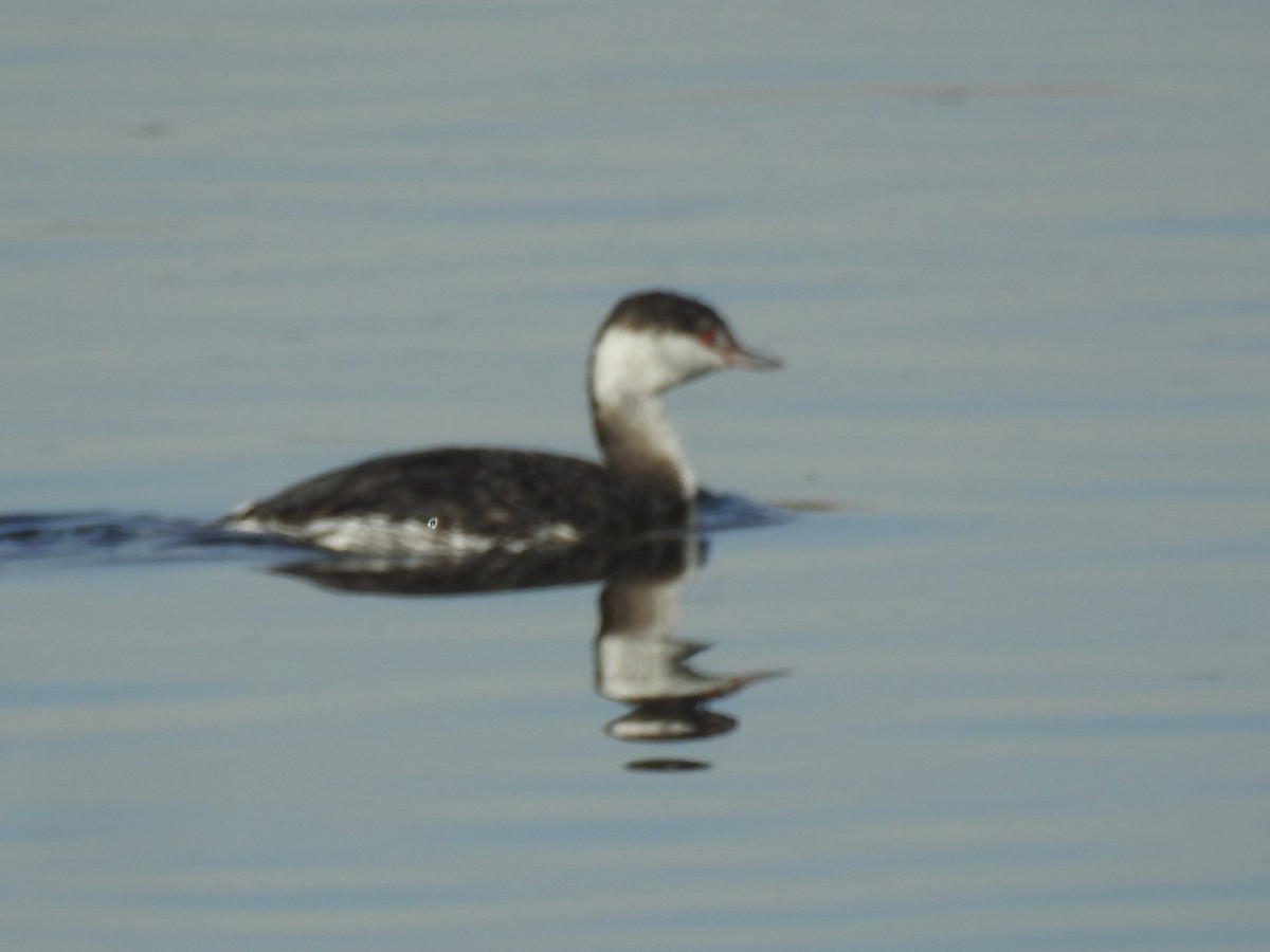 Horned Grebe - ML646188599