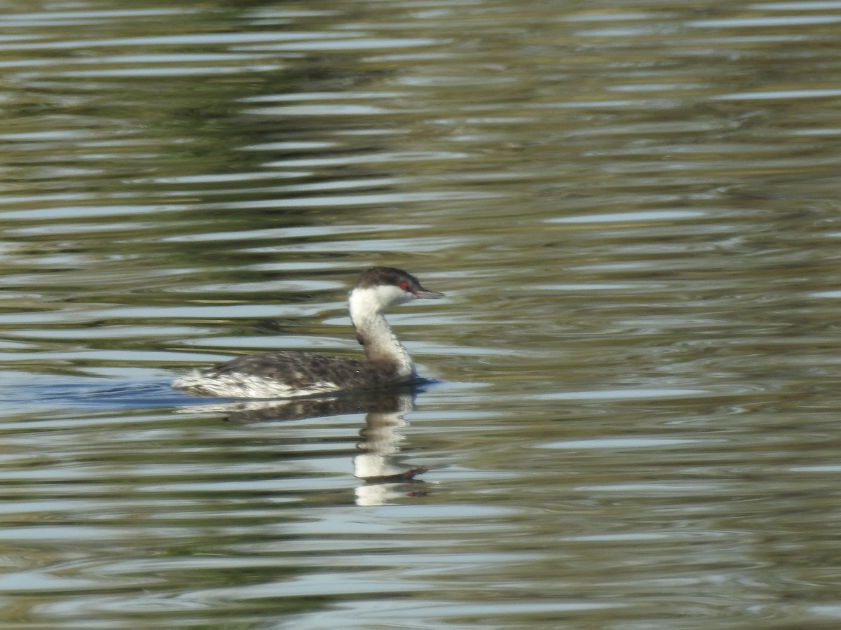 Horned Grebe - ML646188600