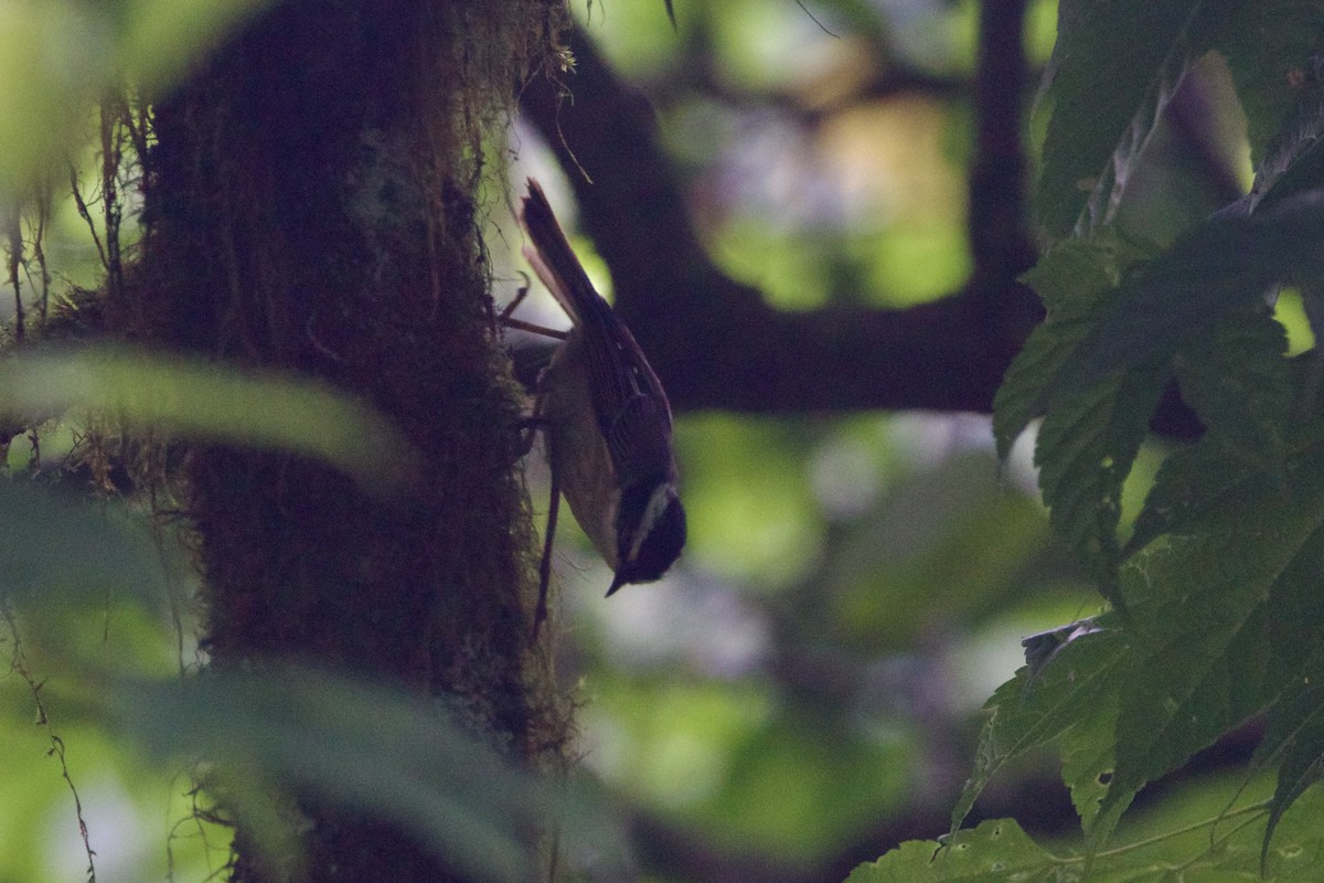 Red-tailed Minla - ML646188601