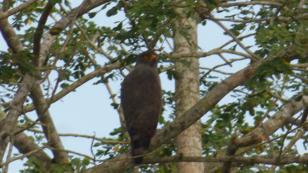 Roadside Hawk - ML646188602