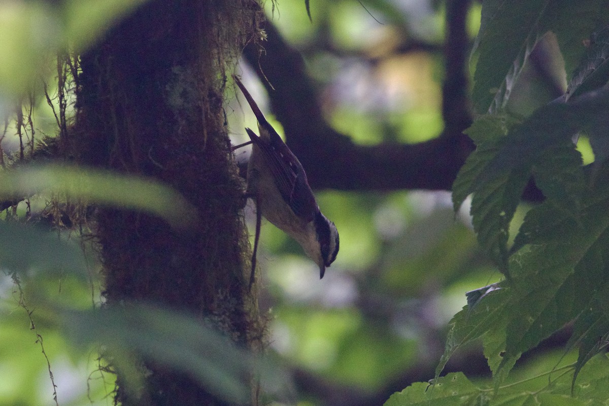 Red-tailed Minla - ML646188603