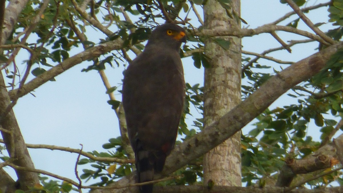 Roadside Hawk - ML646188604