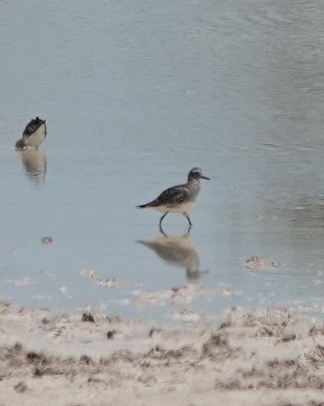 חופזי מנומר - ML646188614