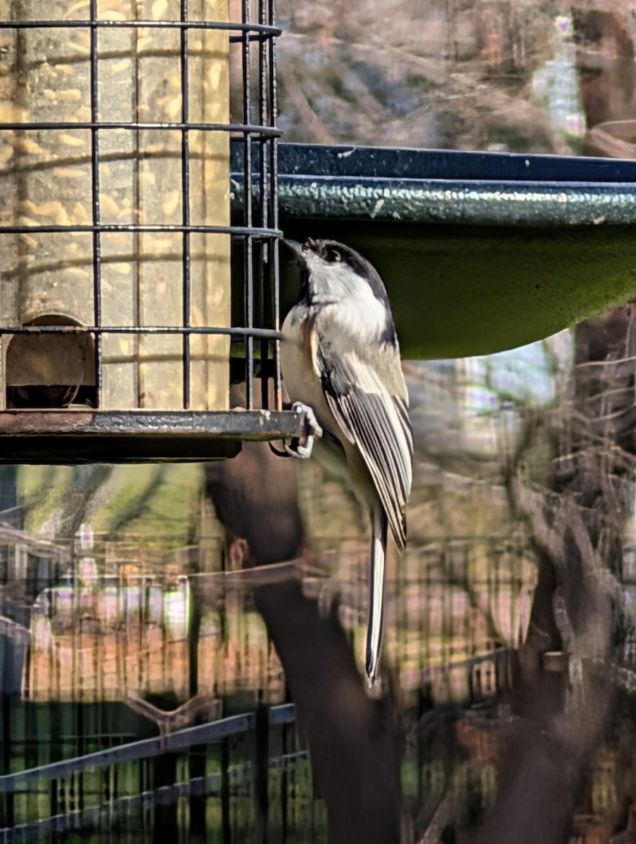 Гаїчка світлокрила - ML646188615