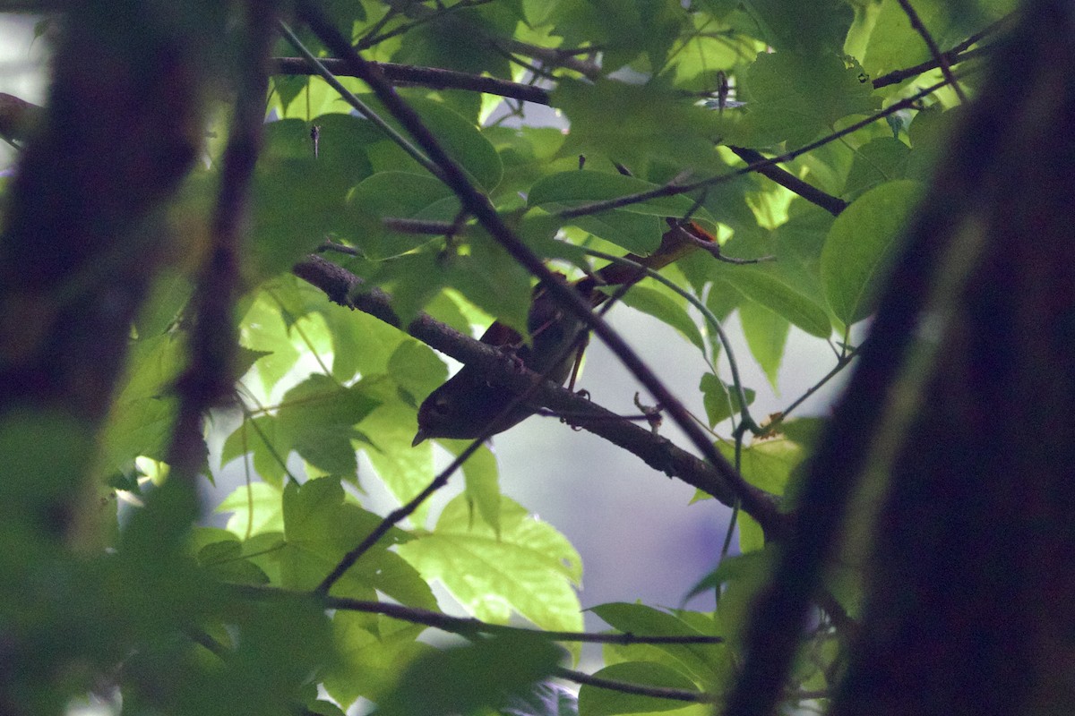 Emei Shan Liocichla - ML646188617