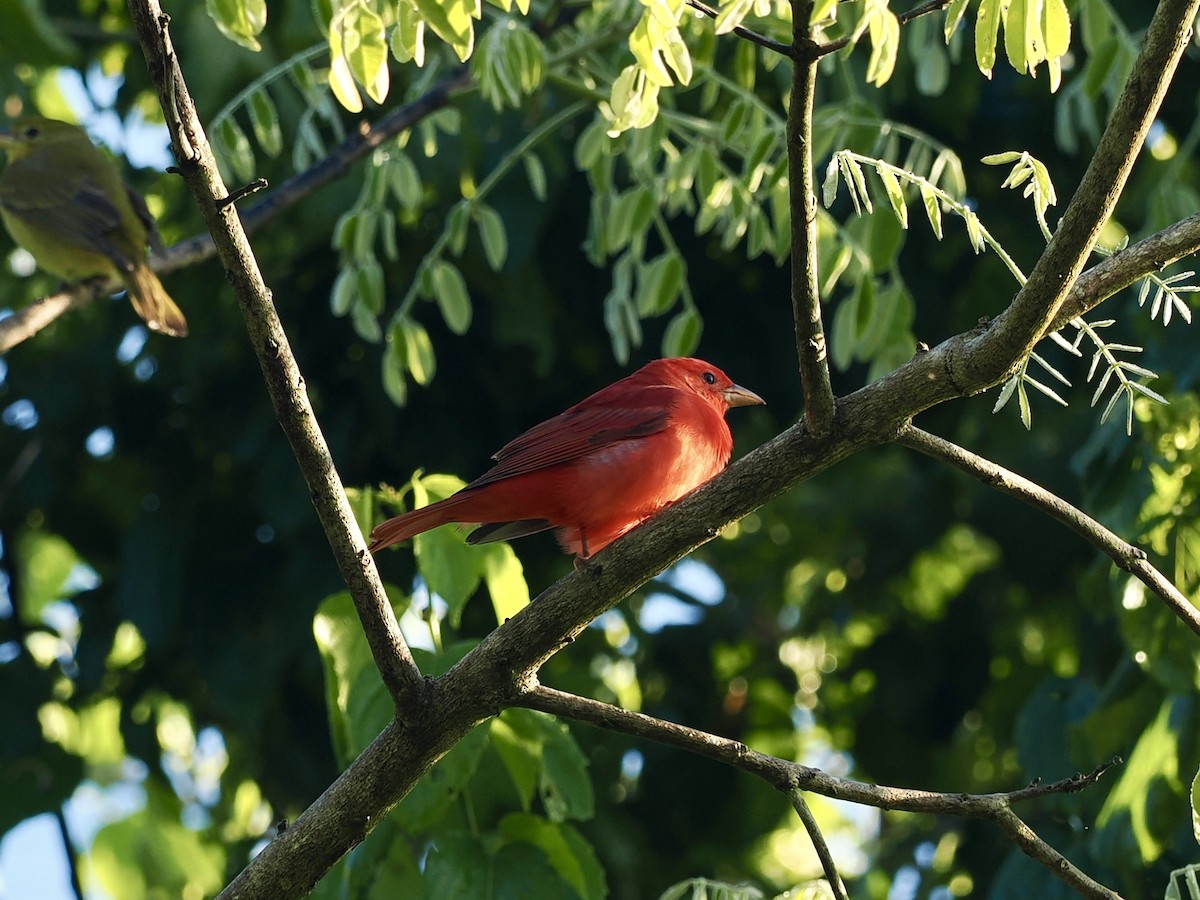 Summer Tanager - ML646188618