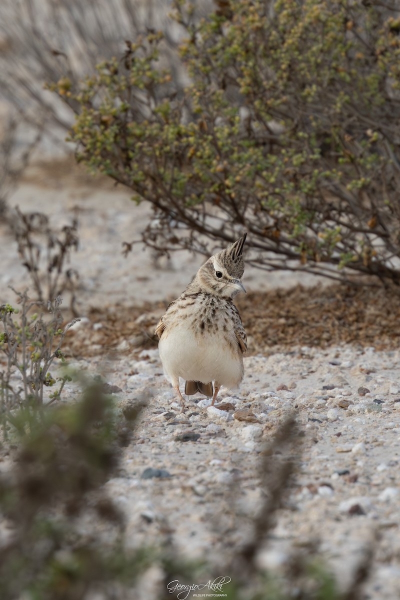 chocholouš obecný - ML646188620