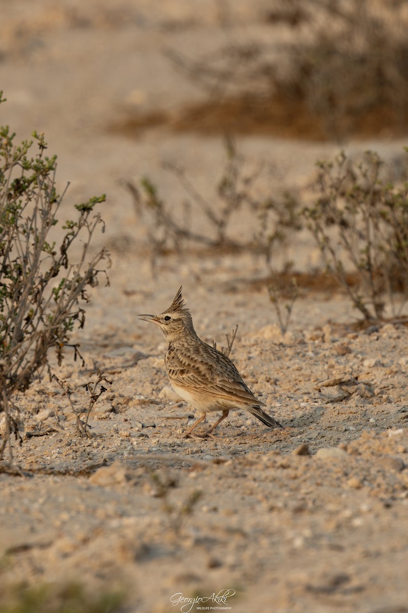 chocholouš obecný - ML646188621