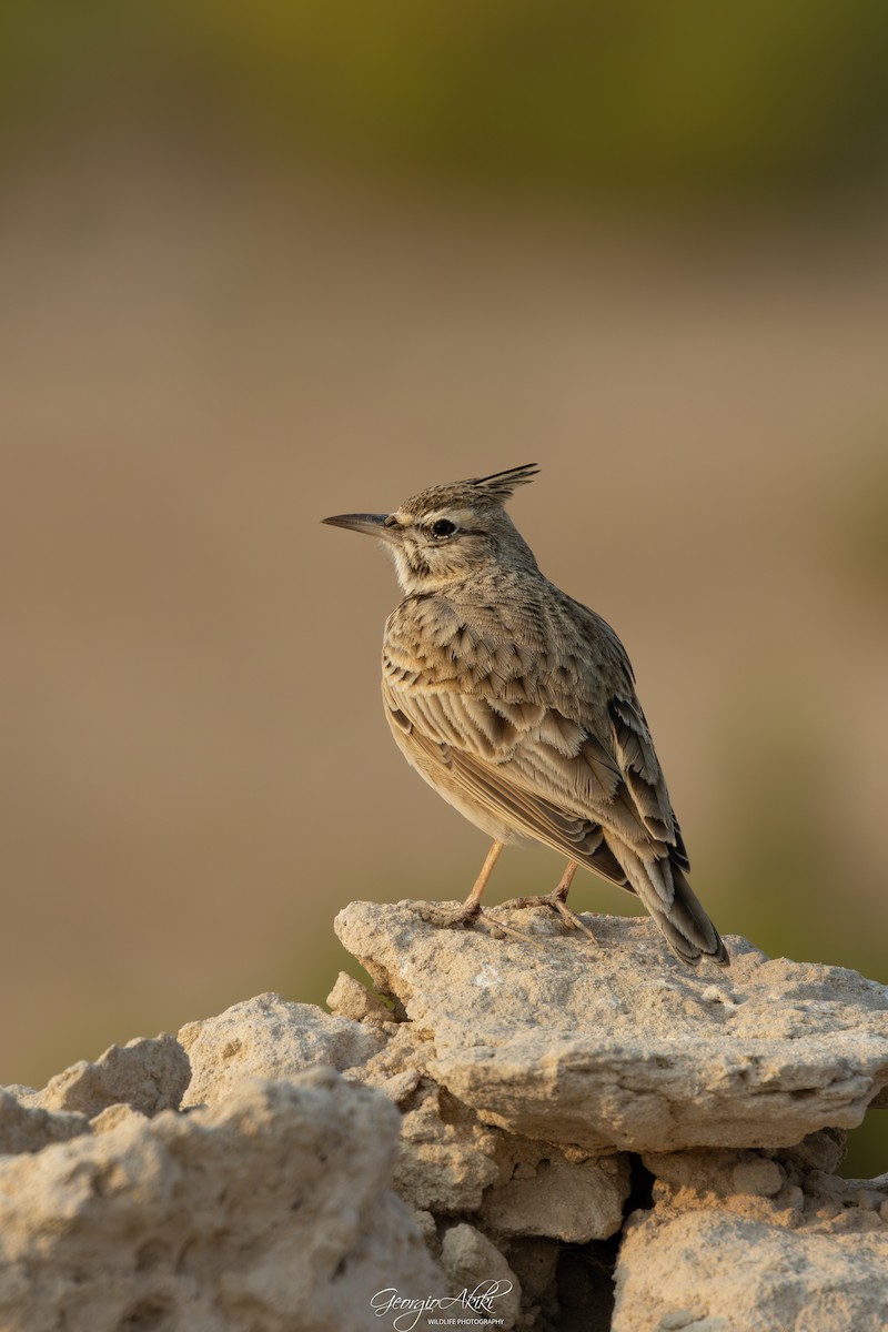 chocholouš obecný - ML646188622