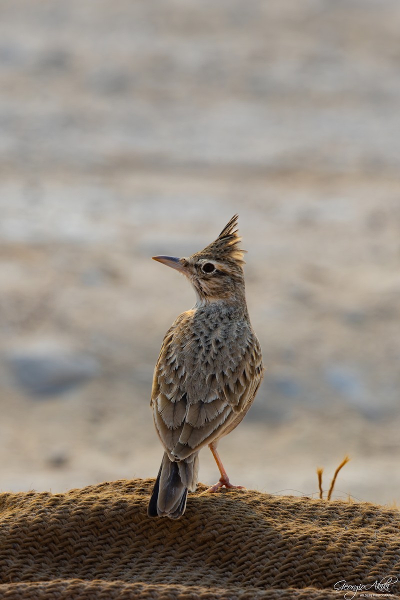 chocholouš obecný - ML646188623