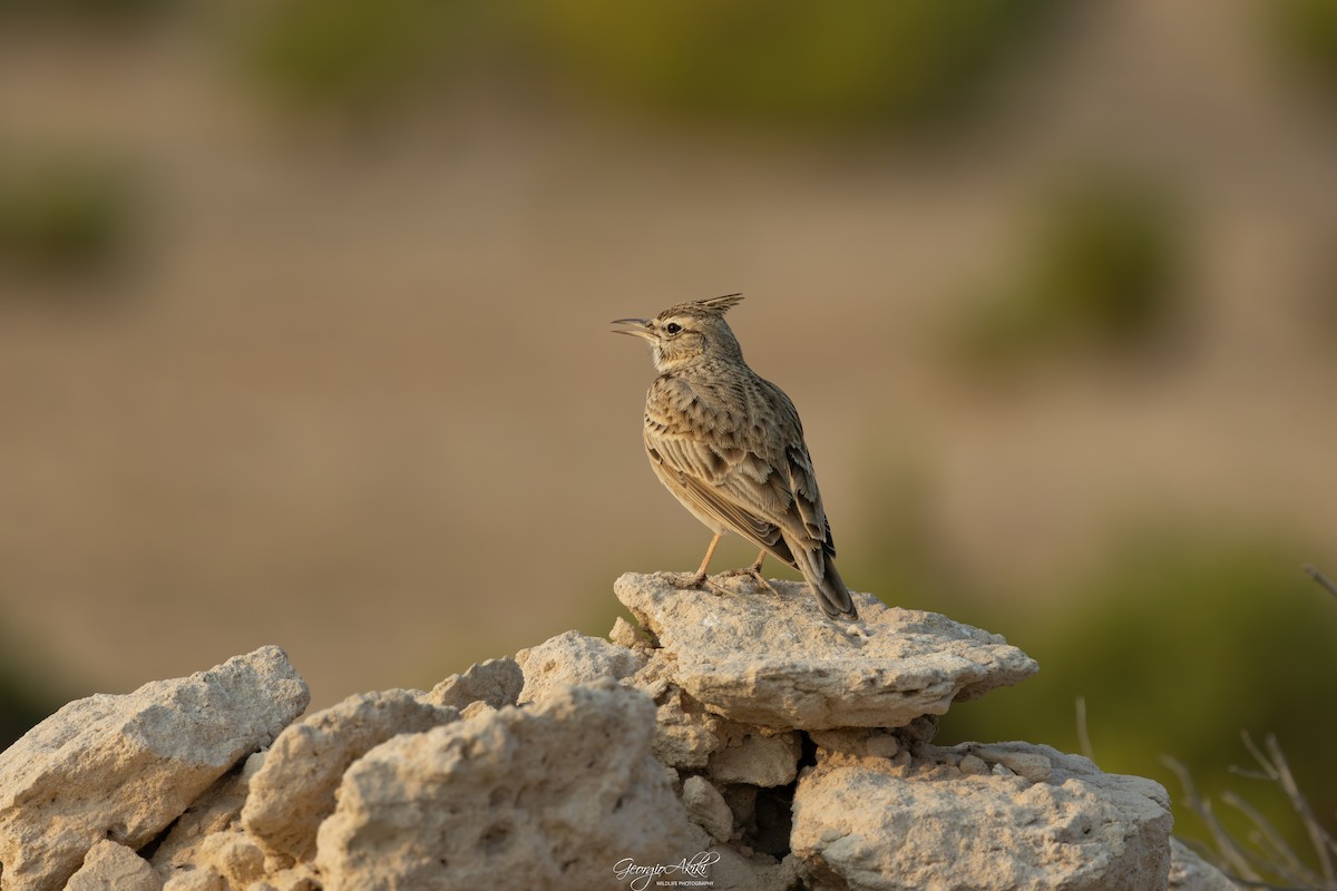 chocholouš obecný - ML646188624