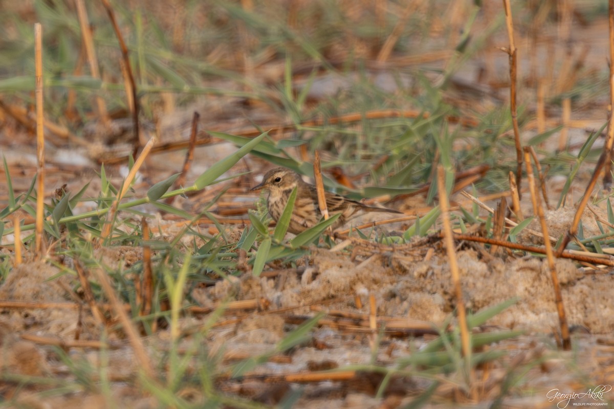 linduška horská - ML646188630