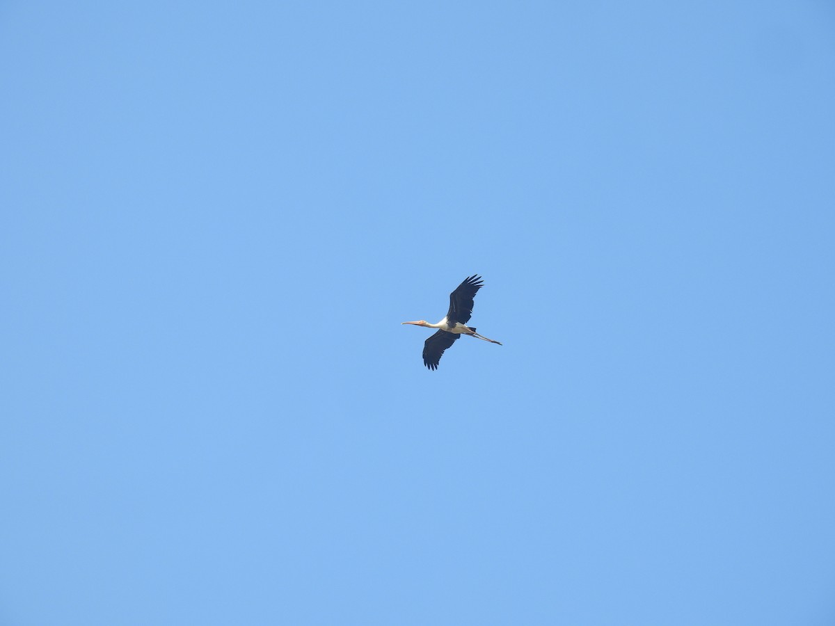 Painted Stork - ML646188633