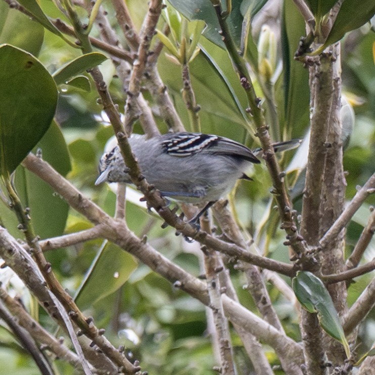 Bahia Antwren - ML646188635