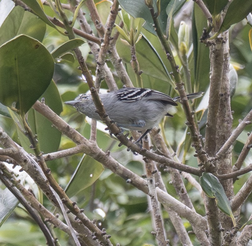 Bahia Antwren - ML646188636