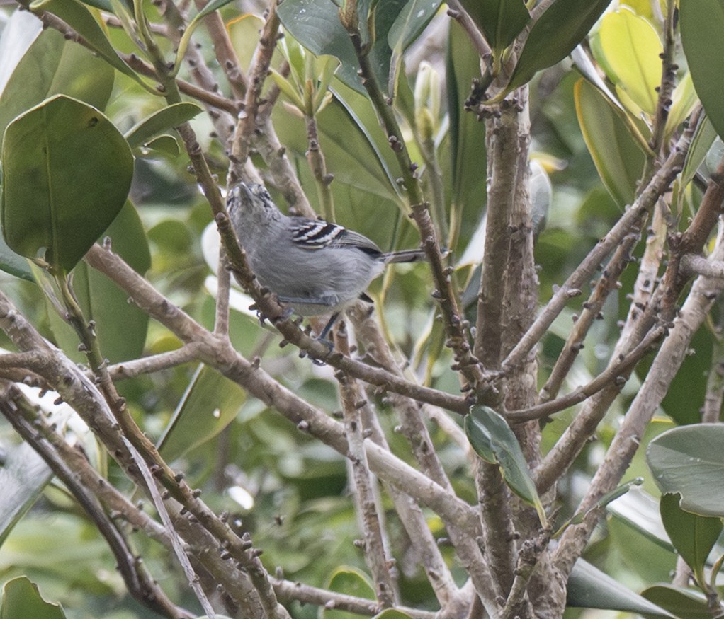 Bahia Antwren - ML646188637