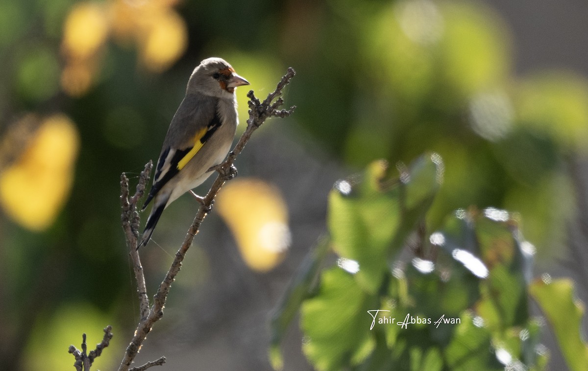 Gray-crowned Goldfinch - ML646188639