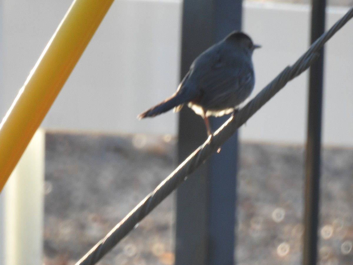 Gray Catbird - ML646188644