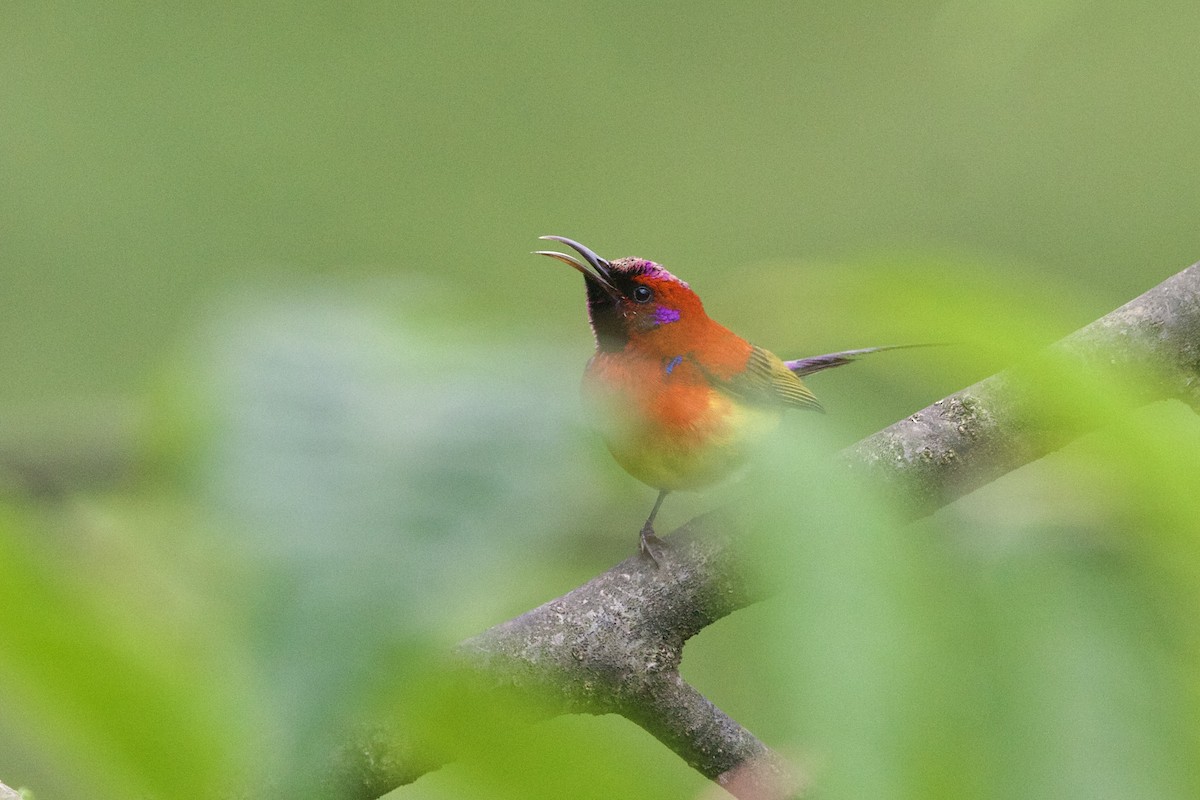 Mrs. Gould's Sunbird - ML646188652