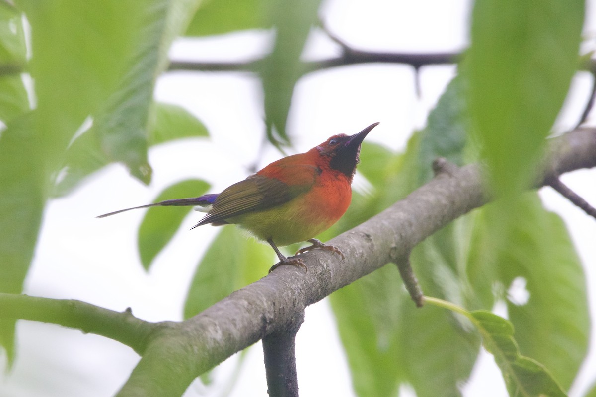 Mrs. Gould's Sunbird - ML646188653