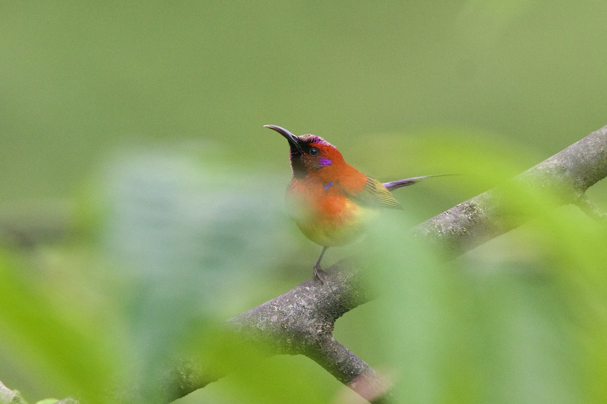 Mrs. Gould's Sunbird - ML646188654