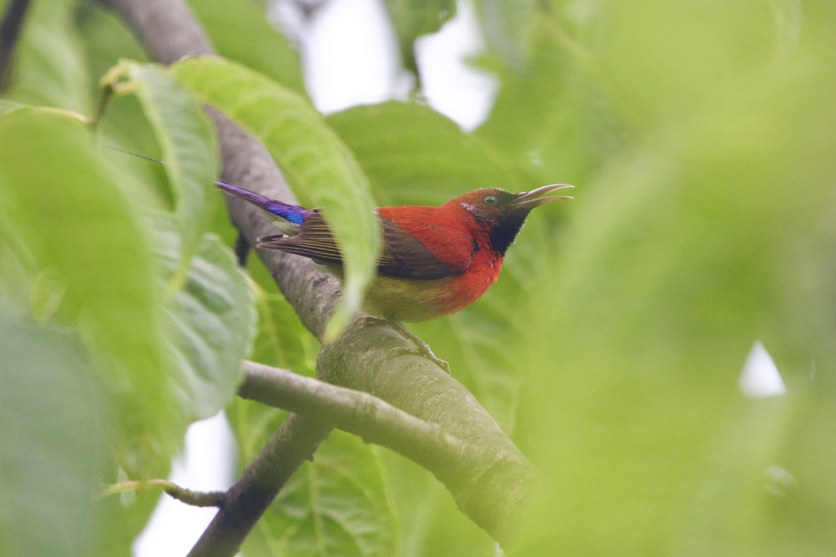 Mrs. Gould's Sunbird - ML646188655