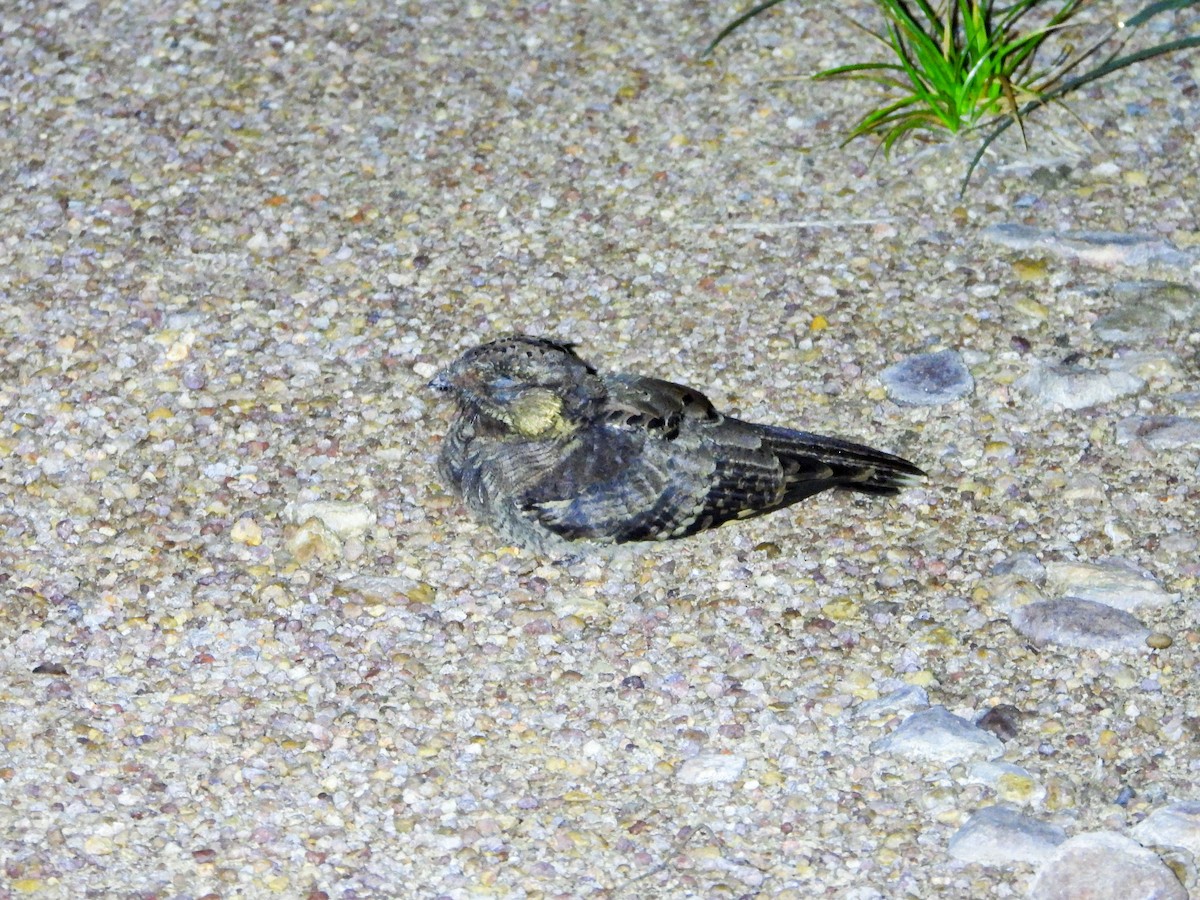 Пораке - ML646188656