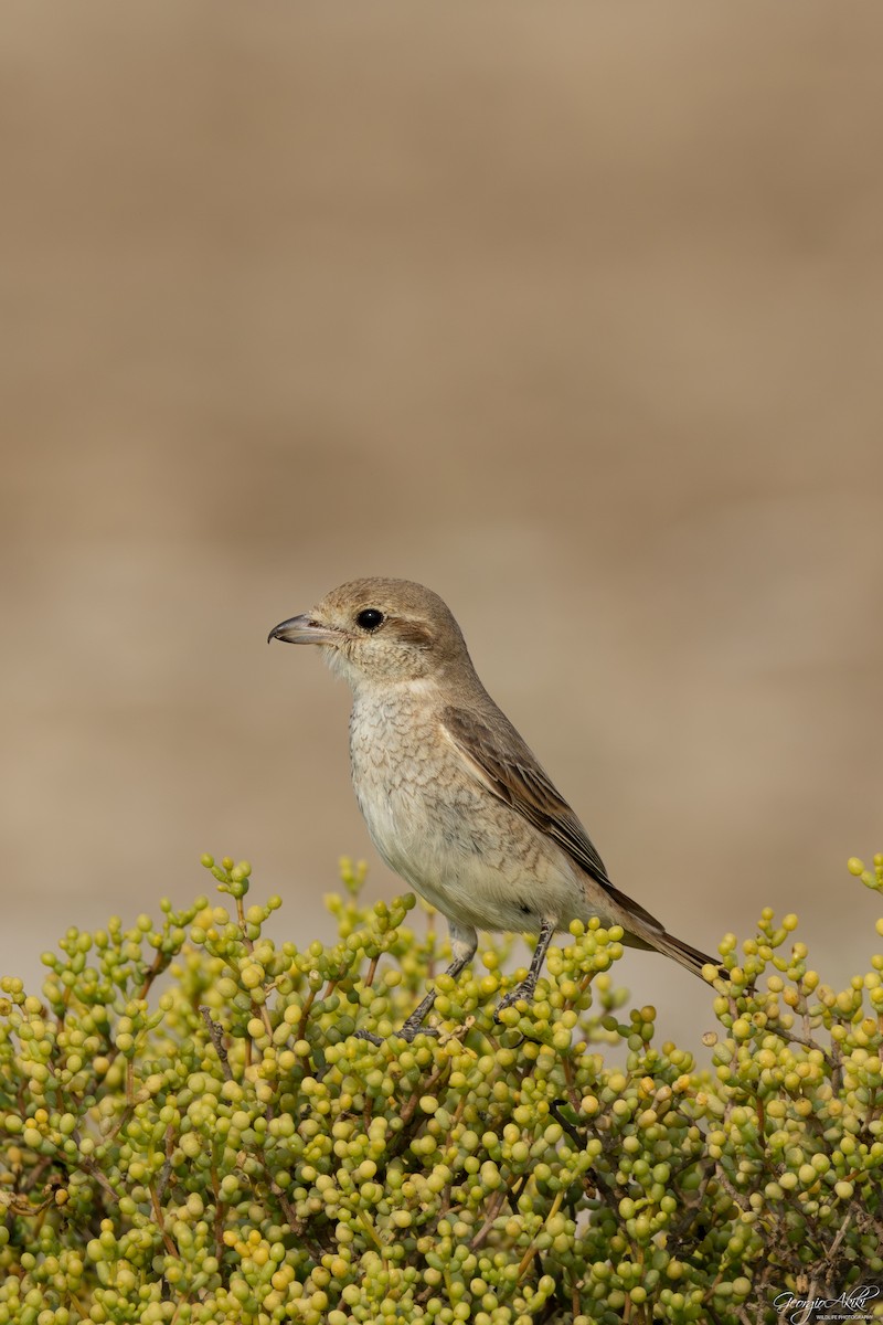 Red-tailed Shrike - ML646188659