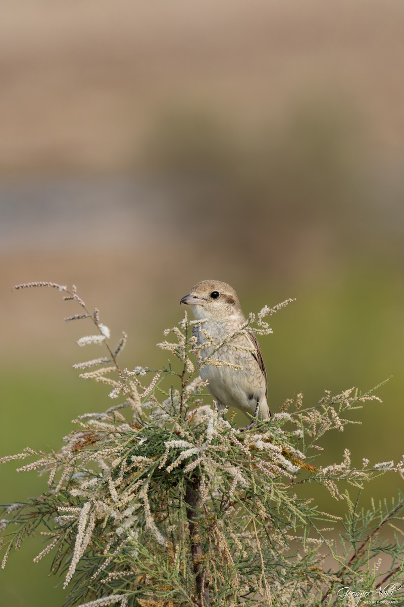 Red-tailed Shrike - ML646188660