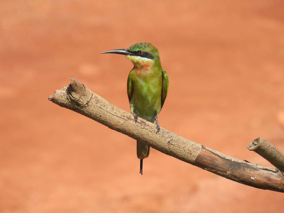 Blue-tailed Bee-eater - ML646188661