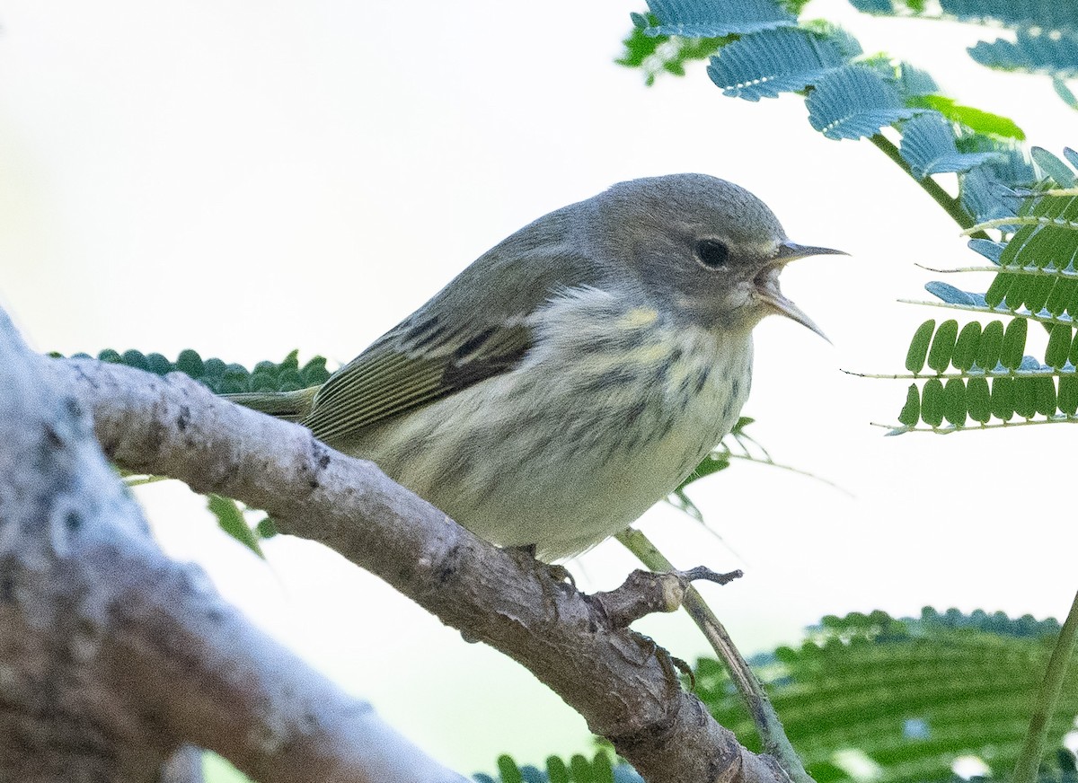 ホオアカアメリカムシクイ - ML646188679