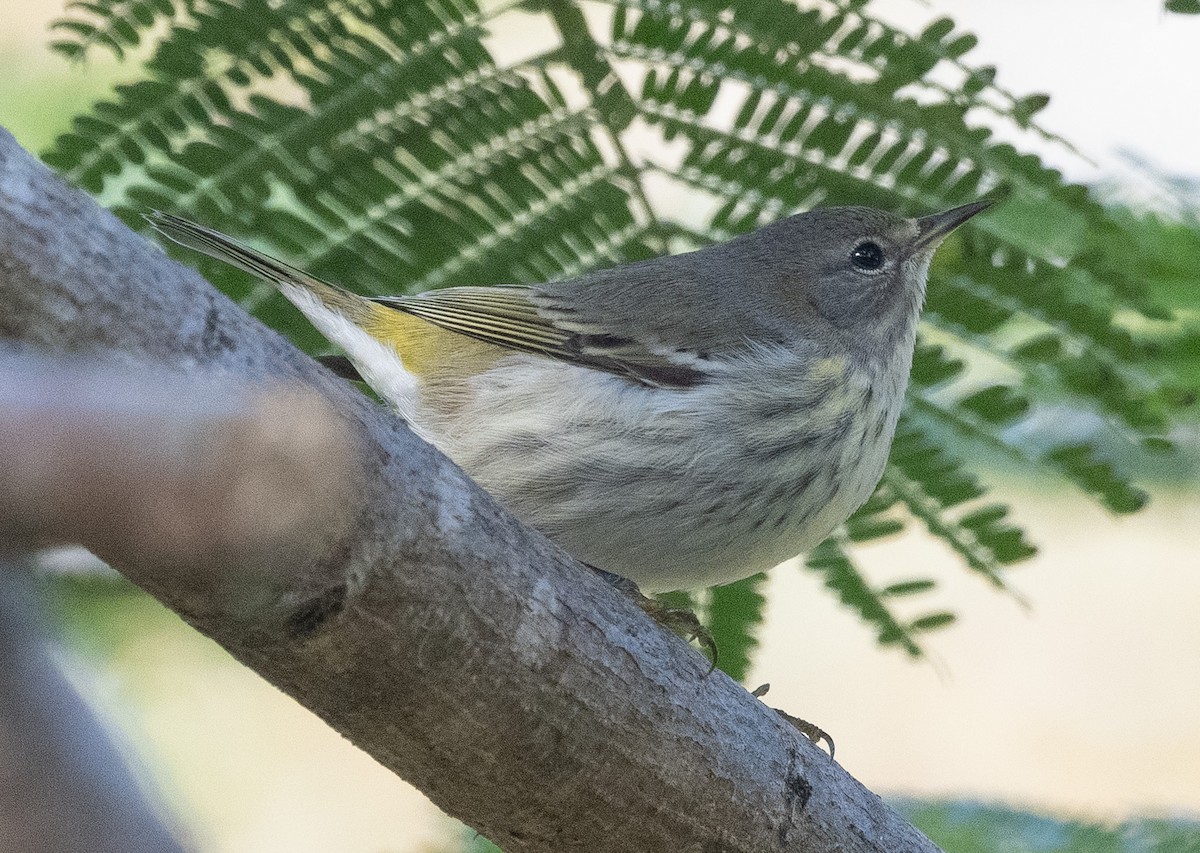 ホオアカアメリカムシクイ - ML646188680