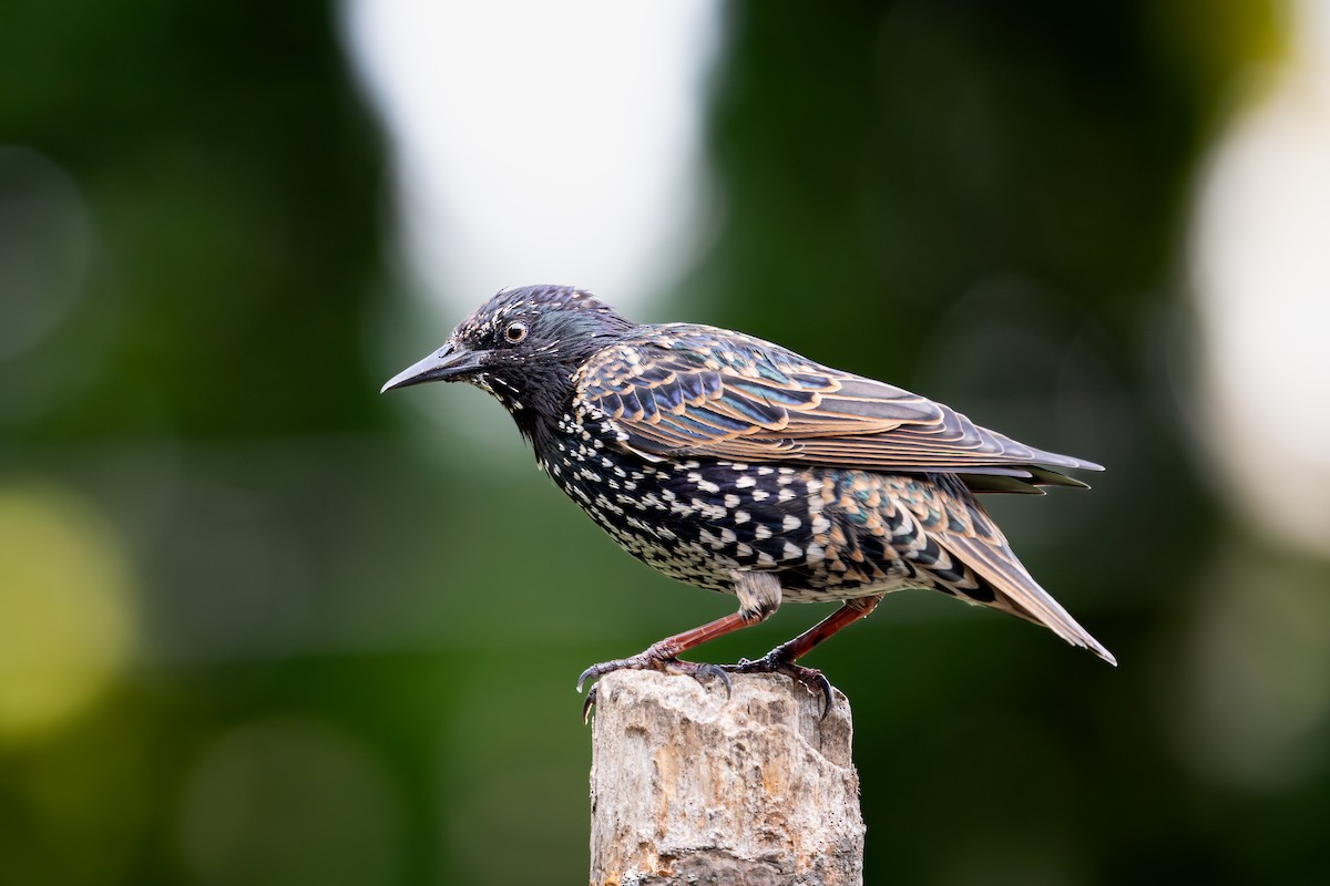 European Starling - ML646188681